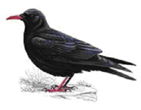 [chough]